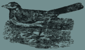 Child's Book of Water Birds