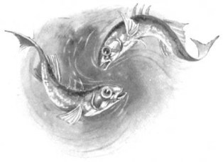 Among the Pond People