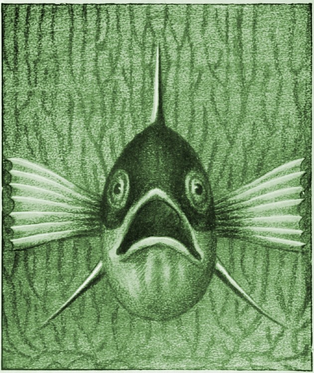 Einheimische Fische; Die Süßwasserfische Unsrer Heimat