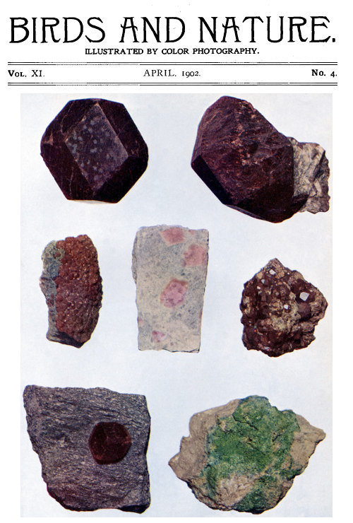 Birds and Nature Vol. 11 No. 4 [April 1902]illustrated by Color Photography