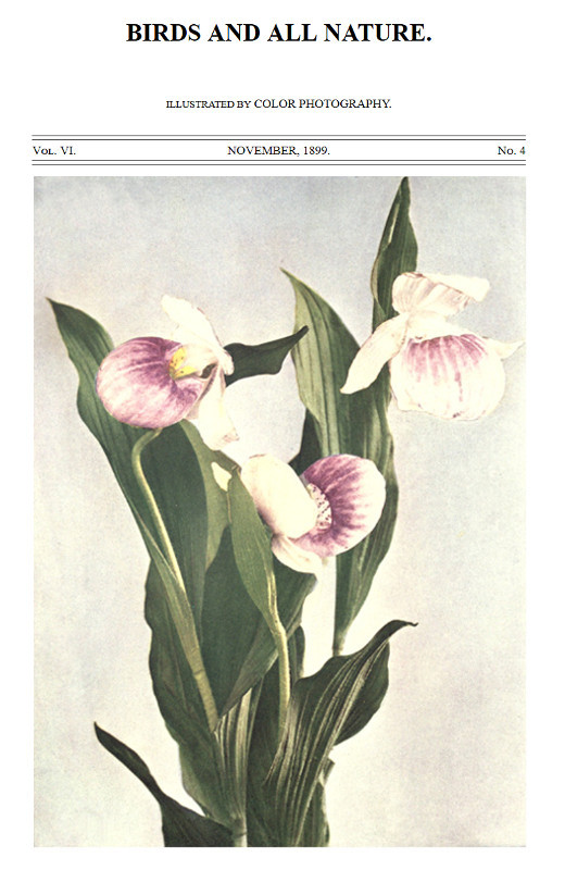 Birds and All Nature, Vol. 6, No. 4, November 1899in Natural Colors