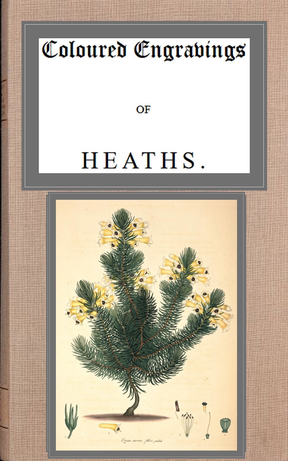 Coloured Engravings of Heaths; Vol. 3