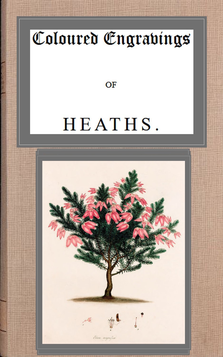 Coloured Engravings of Heaths; Vol. 4