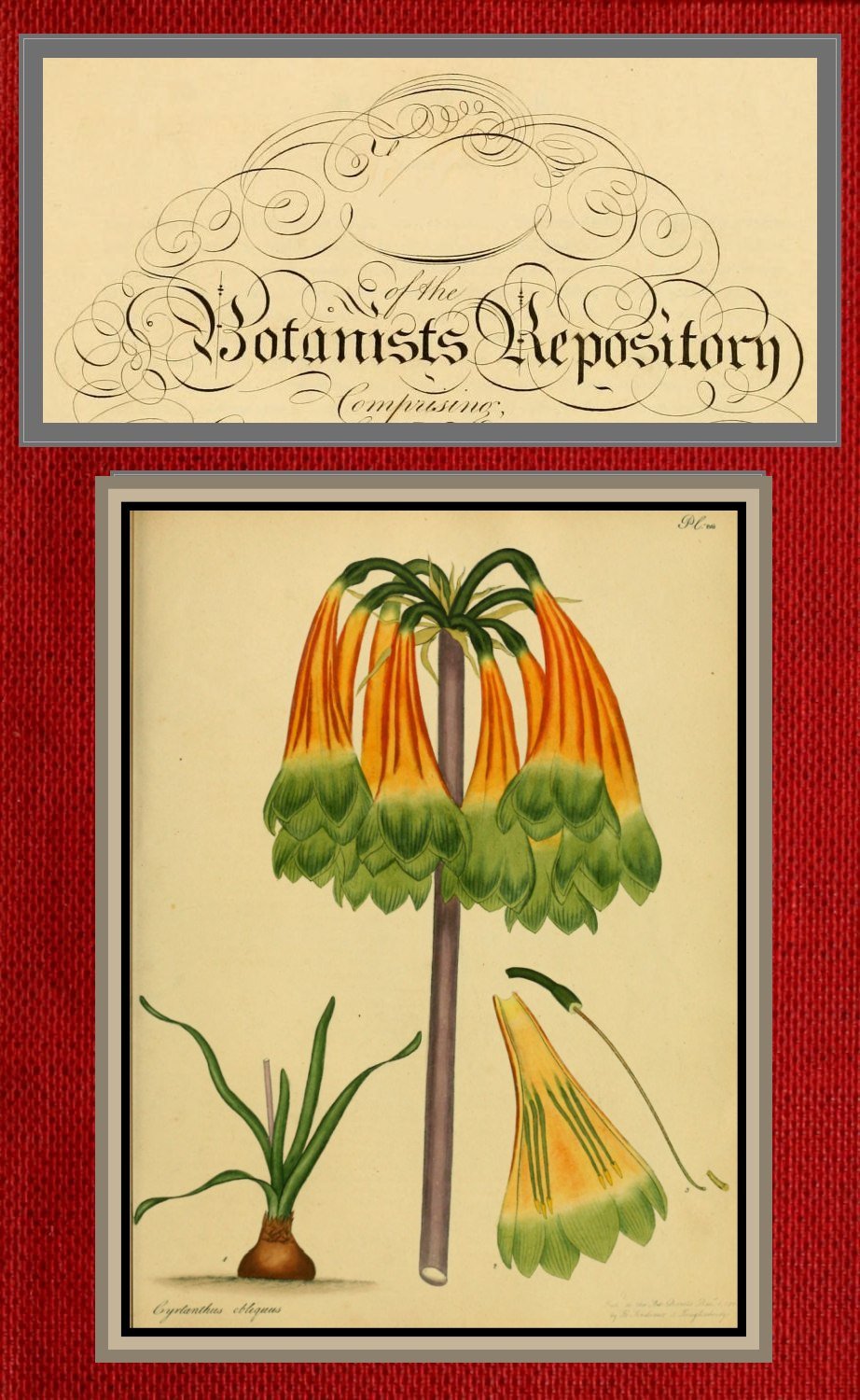 The Botanist's Repository for New and Rare Plants; Vol. 03 & 04 [Of 10]