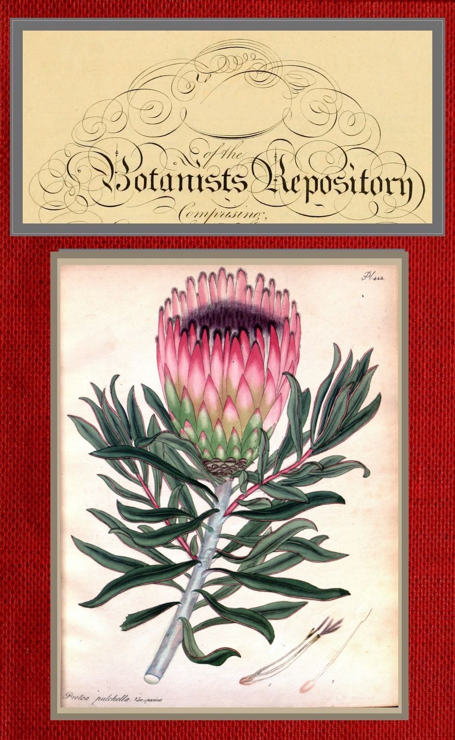 The Botanist's Repository for New and Rare Plants; Vol. 07 [Of 10]