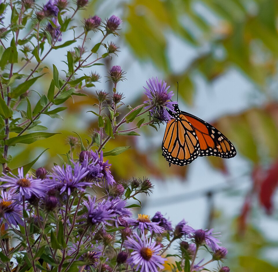 Animals-Wild-Insects